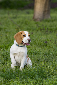 绿草上美丽的比格犬