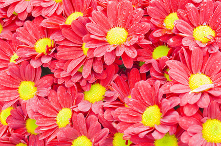 五颜六色的红色菊花