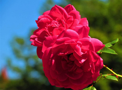 美丽的粉红色玫瑰花。