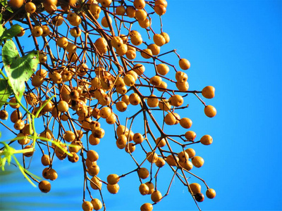 苦楝树果实(中国).照片