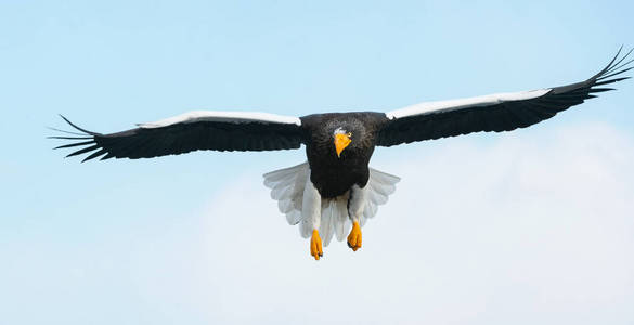 s sea eagle in flight. Scientific name Haliaeetus pelagicus. Bl