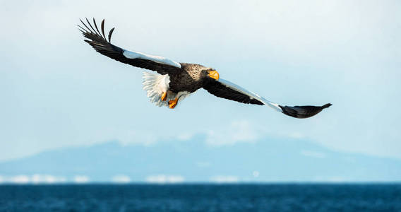 s sea eagle in flight over blue ocean and sky. Scientific name 