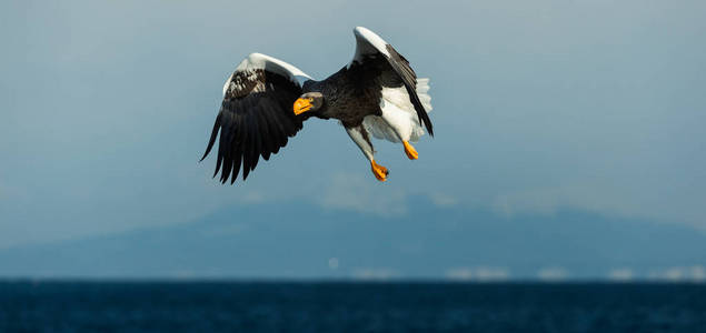 s sea eagle in flight over blue ocean and sky. Scientific name 