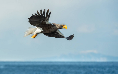 s sea eagle in flight over blue ocean and sky. Scientific name 