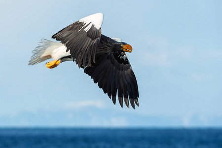 s sea eagle in flight. Scientific name Haliaeetus pelagicus. Bl