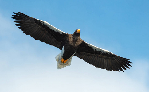 s sea eagle in flight. Scientific name Haliaeetus pelagicus. Bl