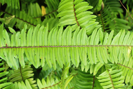 蕨类植物在花园里是美丽的，有自然的