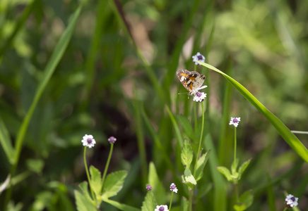 一只新月形蝴蝶飞虱栖息在一朵漂亮的野花上