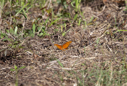 在草甸干的棕色草地上的海湾蝴蝶