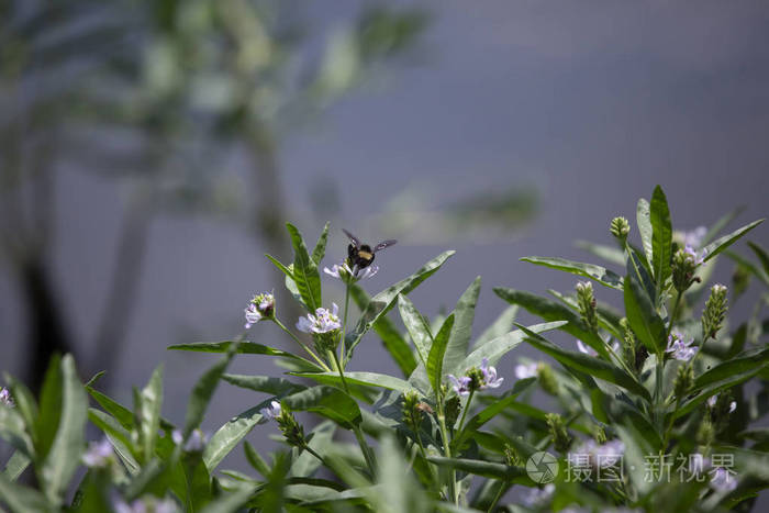 东方常见的大黄蜂授粉漂亮，紫色野花