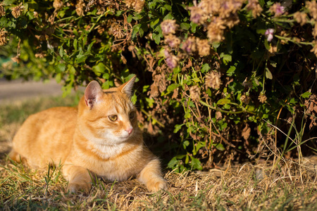 年轻的橙色猫躺在草地上的背景上。
