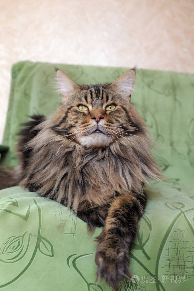 一只缅因州浣熊猫在沙发上的肖像