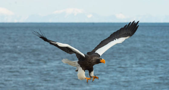 s sea eagle in flight over blue ocean and sky. Scientific name 