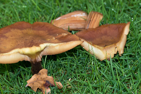 更近的视野是一个蘑菇和它的一些部分躺在德国尼德兰恩埃姆斯兰的草坪上，在一个多雨的秋日横向拍摄