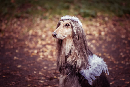 天使狗,以天使的形象描绘一只狗,戴着花环,长着白色的翅膀.