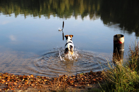 在德国梅彭埃姆斯兰mepenemsland的海上奔跑的一只三色杰克鲁塞尔jackrussel猎犬的后景拍摄于大自然中的散