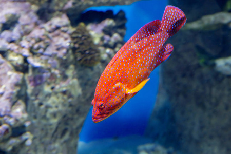 红或珊瑚群,他们称之为海洋鱼类,生活在西太照片