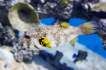 吹的鱼图片-吹的鱼素材-吹的鱼插画-摄图新视界