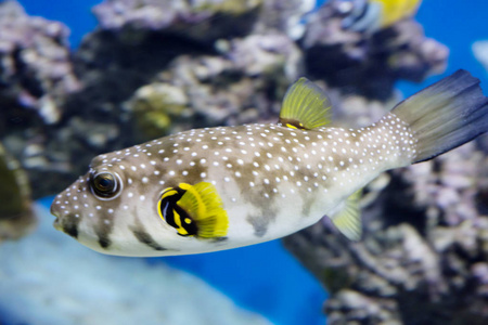 吹的鱼图片-吹的鱼素材-吹的鱼插画-摄图新视界