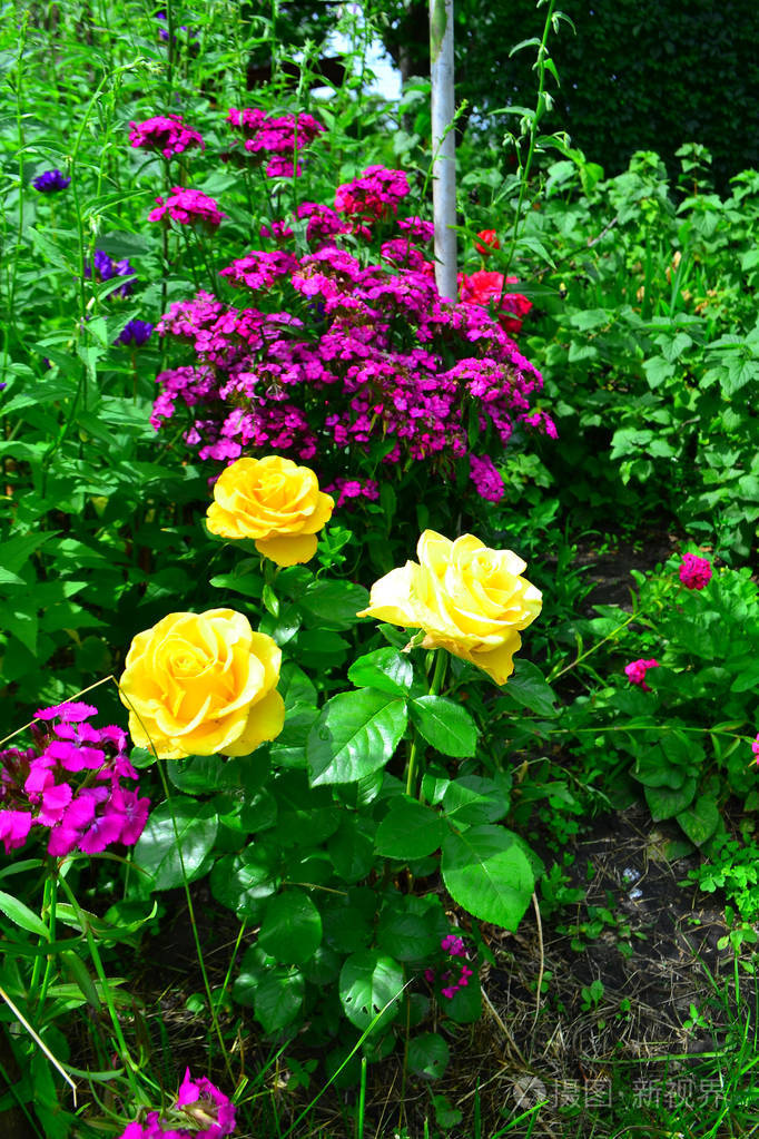 美丽的黄玫瑰在花园与野花, 花卉背景