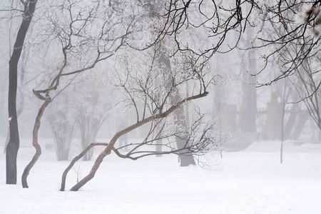 季节性寒冷的冬季榉树枝条上有白雾霜雪。选择性聚焦，背景模糊