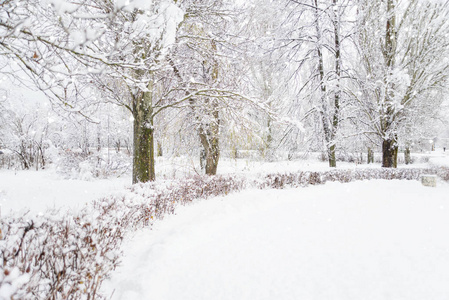 白雪皑皑的白雪覆盖着白雪覆盖的白树，在一个下雪的冬季公园的小巷里