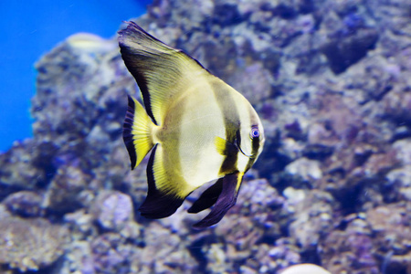 这种鱼长到70厘米,以藻类和小型无脊椎动物为食.