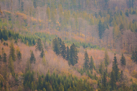 秋天的风景照片拍摄在波兰贝斯基迪山，格拉波瓦。