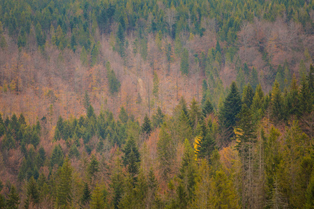 秋天的风景照片拍摄在波兰贝斯基迪山，格拉波瓦。