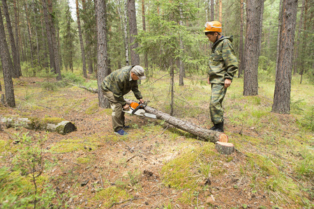 用电锯制作西伯利亚泰加木材卫生采伐方向指数.人在森林里用电锯砍树.