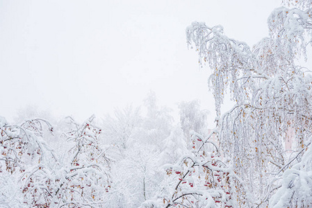 冬天公园里的树木，覆盖着白色蓬松的雪