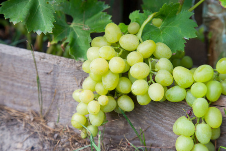 关闭绿色和黄色浆果的葡萄枝和叶子在葡萄园在秋天。 新鲜的成熟的多汁的葡萄在葡萄园的枝条上撕裂