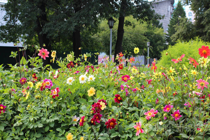 草坪上城市公园里五颜六色的美丽花朵
