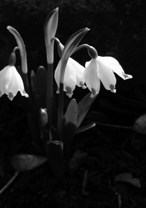 黑白照片，盛开的春天雪花与黑暗背景对比