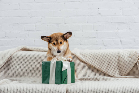 可爱的科吉狗坐在沙发上，白色背景上有绿色礼物