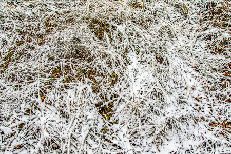 雪中高高的绿草