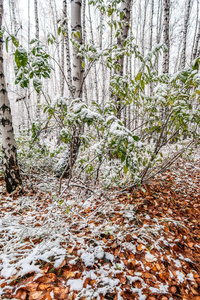 白桦林秋景中的第一场雪