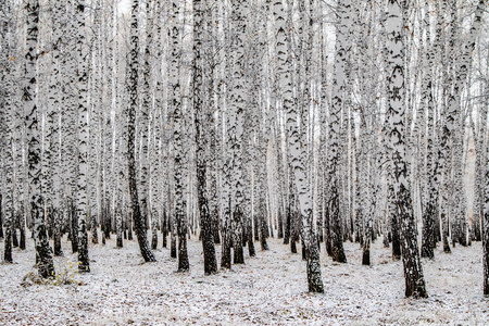 冬季第一雪桦林景观