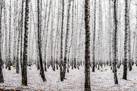 冬季第一雪桦林景观