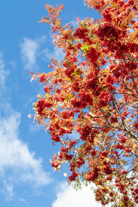 秋天的树，杨梅，大自然的鲜艳色彩