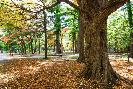 日本北海道丸山公园秋天落叶多彩