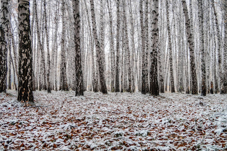 白桦林秋景中的第一场雪
