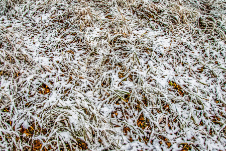 秋天在雪地里留下草