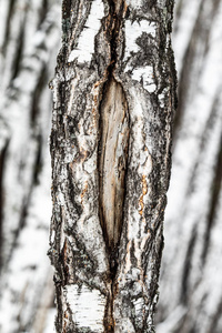 白桦林树干，冬季近