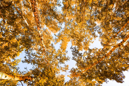 秋天背景下的黄桦树叶子