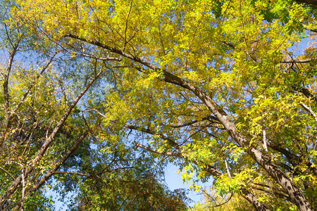 野生落叶林中的落叶树相似素材图片 摄图新视界