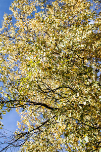 黄叶树对天空的看法秋天