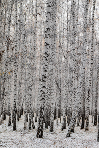 冬季第一雪桦林景观图片