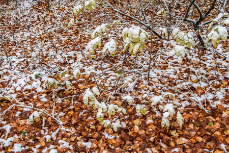 白桦林秋景中的第一场雪