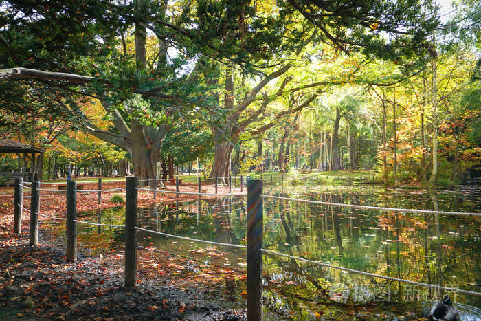 日本北海道丸山公园秋天落叶多彩